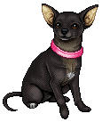 pixel chihuahua